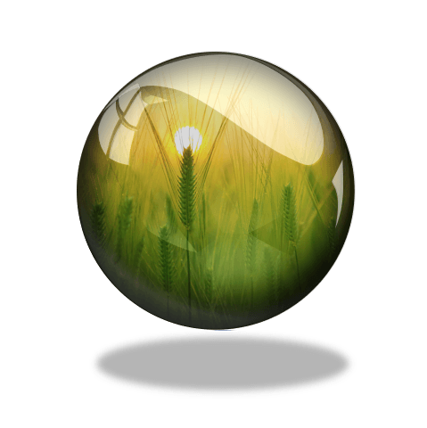 Field of barley - convoluted link to habits via 'when (not) in Rome' and the final scene of Gladiator