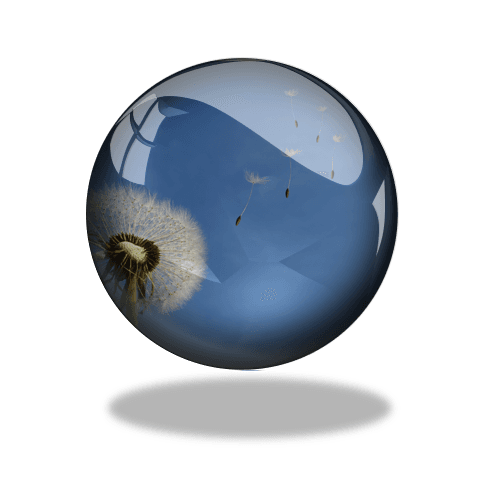 Picture of dandelion seed head as a metaphor for sensing the wind